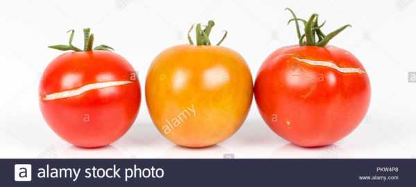 Hoe en hoe tomaten te sproeien na regen -