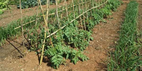 Hoe en waarom worden tomaten geplant -