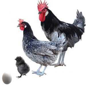 Fokken en fokken van Andalusische blauwe kippen –