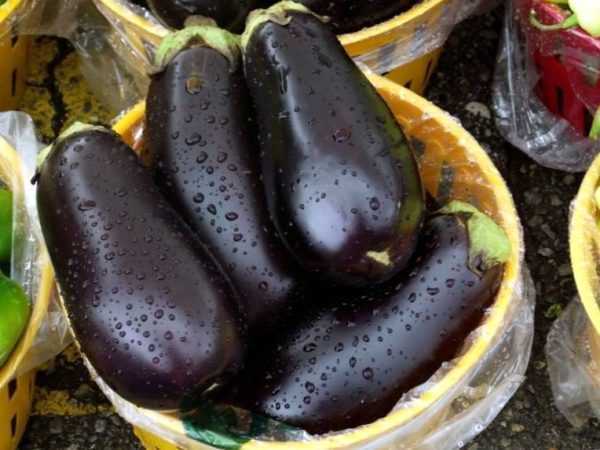 Beschrijving auberginesoorten Epic -