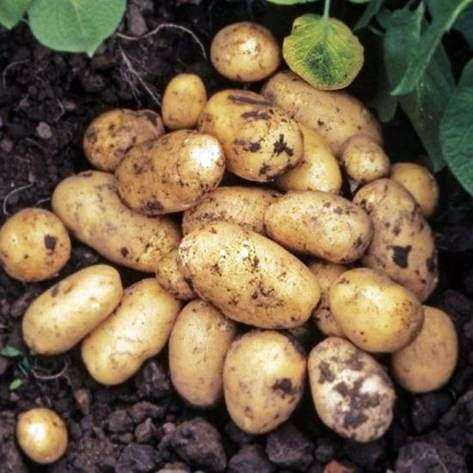 Beschrijving van aardappeladretta -
