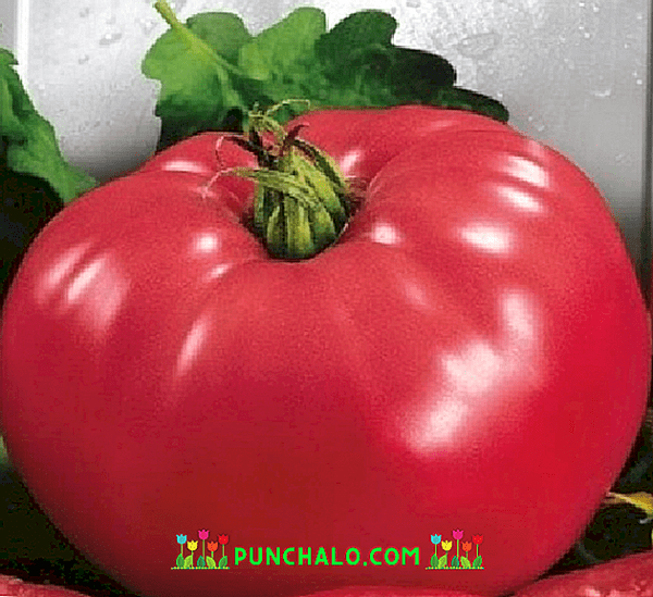 Tomatenberenpoot Beschrijving -