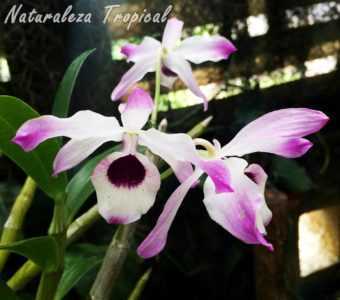 Beschrijving van de Dendrobium Nobile plant en verzorging. -