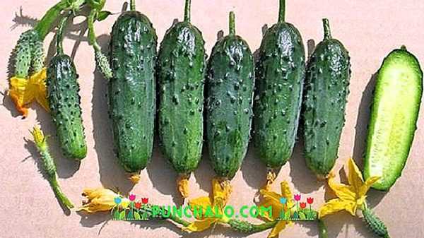 Beschrijving van de variëteit aan komkommers Balkonwonder -