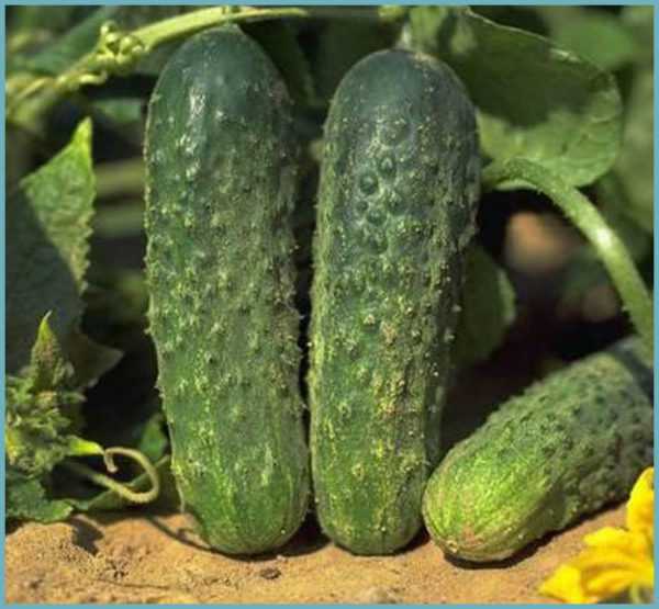 Beschrijving van de Harmonist-variëteit van komkommers -
