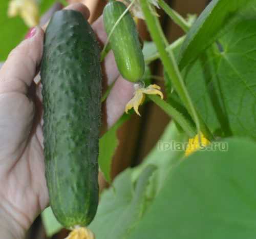 Beschrijving van de variëteit van Khrustik-komkommers –