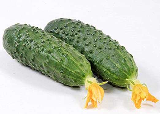 Beschrijving van de variëteit komkommers Marinda -