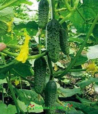 Beschrijving van de variëteit aan komkommers Masha -