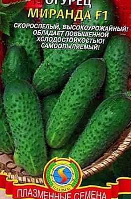 Beschrijving van de variëteit komkommers Miranda -