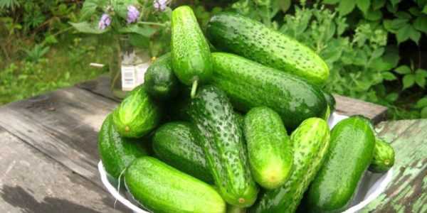 Beschrijving van de Monisia-variëteit aan komkommers -
