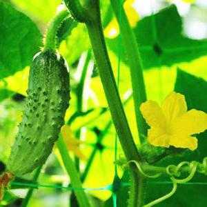 Beschrijving van de variëteit aan komkommers Paratunka -