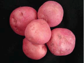 Beschrijving van Rosar-aardappelen –