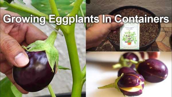 Beschrijving van de variëteiten van Prince aubergines –