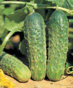 Beschrijving van Ajax-komkommers -