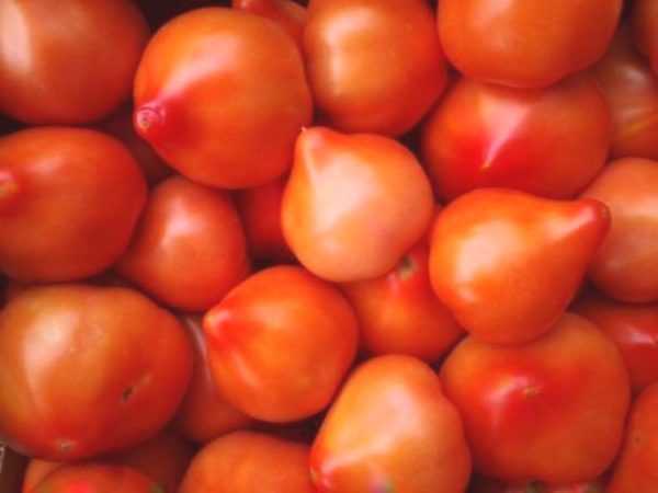 Beschrijving van Primadonna tomaten -