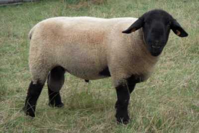 Beschrijving van Suffolk schapen –