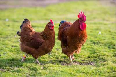 Beschrijving van kippen uit New Hampshire -