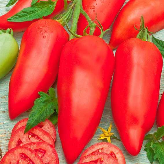 Beschrijving van cornabel tomaat -