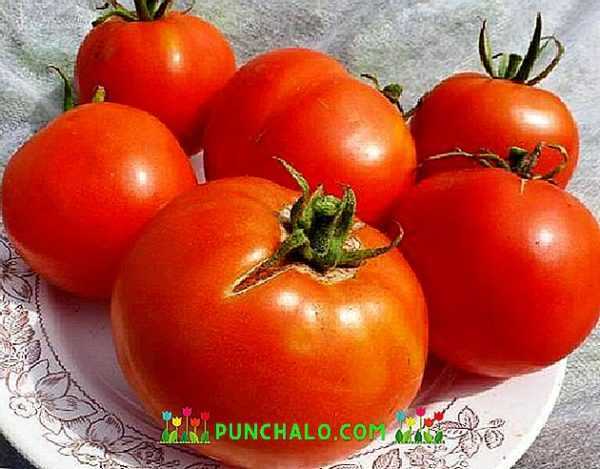 Beschrijving van tomaat labrador –