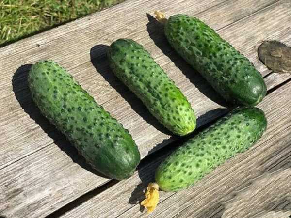 Shosh komkommer beschrijving -