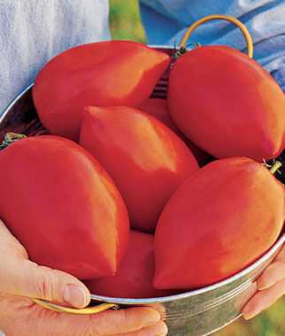 Beschrijving van Big Mom tomaat –