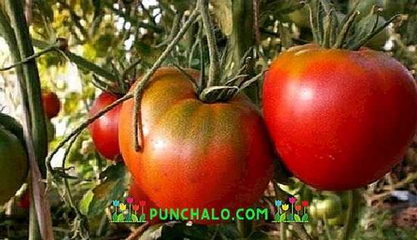 Beschrijving van de Cosmonauta Volkov-tomaat –