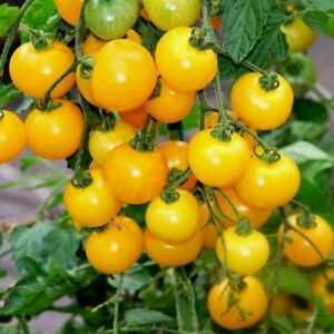 Beschrijving van Honey Sweetie tomaat –