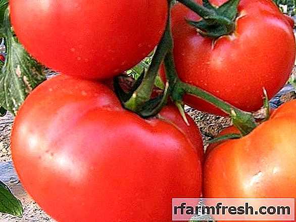 Beschrijving van de Rey del Mercado tomaat -