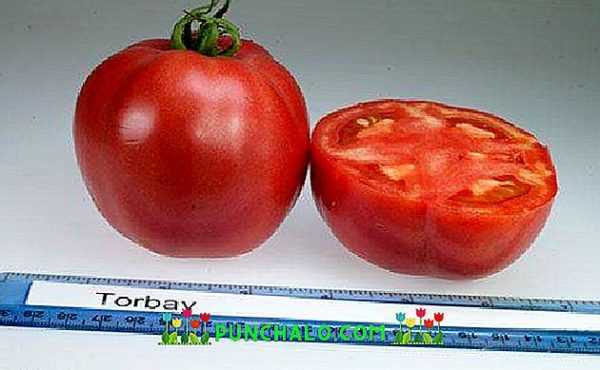 Beschrijving van Torbay tomaat –