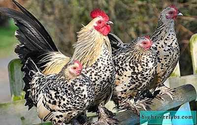 Beschrijving en kenmerken van driekleurige kippen. -
