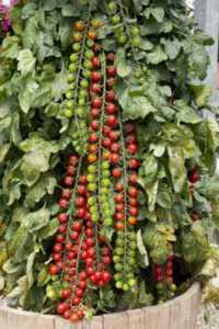 Beschrijving en kenmerken van Rapunzel-tomaat -