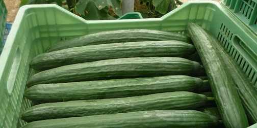 Beschrijvingen van variëteiten van lange komkommers. -