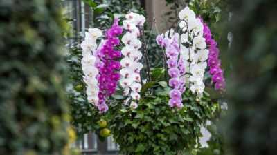 Waar is de geboorteplaats van de orchideeënplant? -