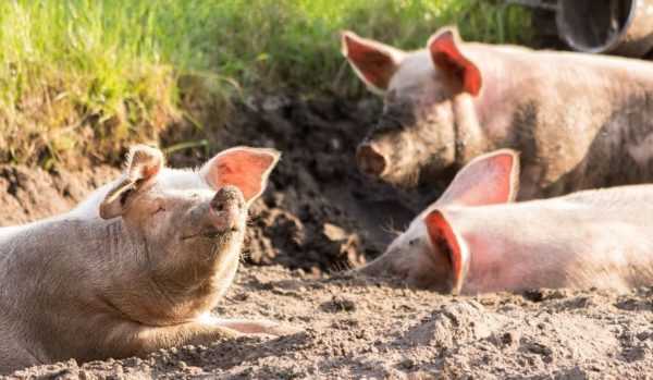 Het geval van varkens en de regels voor hun gedrag. –