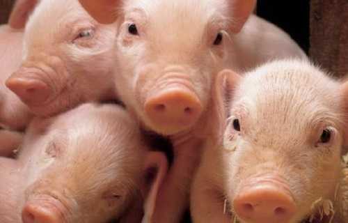 De inhoud van varkens thuis -