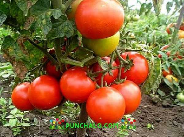 Het principe van het knijpen van bepalende tomaten –