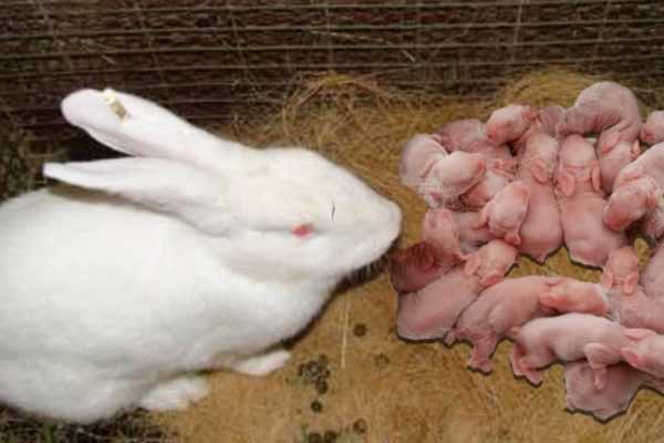 Het is tijd voor de konijnen om het nest te verlaten. –