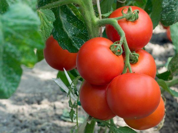 Kenmerken van Eupator tomatenrassen -