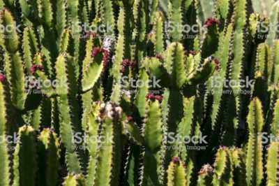 Scherpe Tuin Euphorbia –