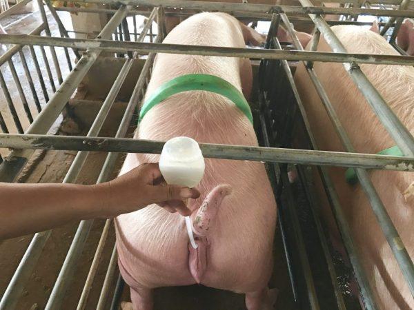 Het principe van kunstmatige inseminatie van varkens. -