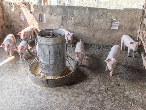 Hoe doe-het-zelf varkensvoeders maken -