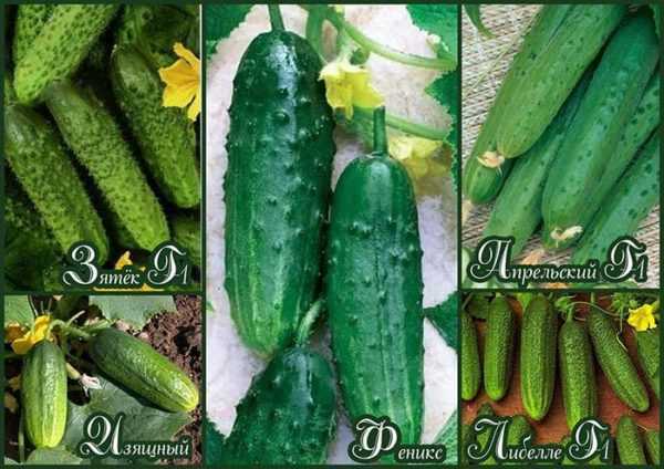 De lijst met de beste variëteiten van komkommers voor verschillende gebieden. -