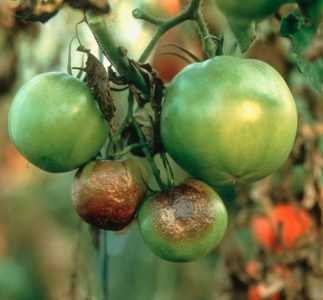 De redenen voor het draaien van de toppen van tomaten –