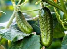 De regels voor het planten van komkommers in de zomer -