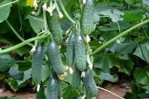 De regels voor het planten van komkommers in de kas -