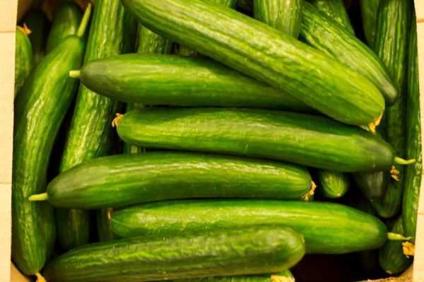 De meest productieve soorten komkommers voor kassen -