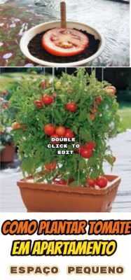 Plant dan tomaten in de tuin -