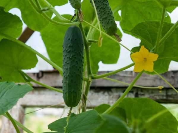 Kenmerken van Monastyrsky-komkommers –