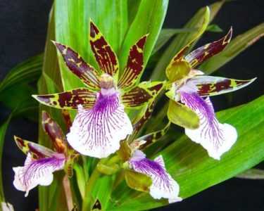 Zygopetalum-orchidee -