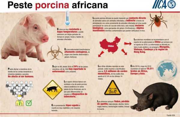 Klassieke varkenspest en de gevolgen ervan. -